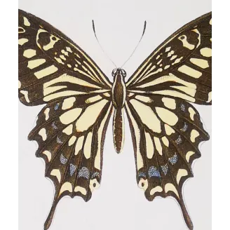 Mormon Swallowtail Butterfly – Antique Engraving (1835)