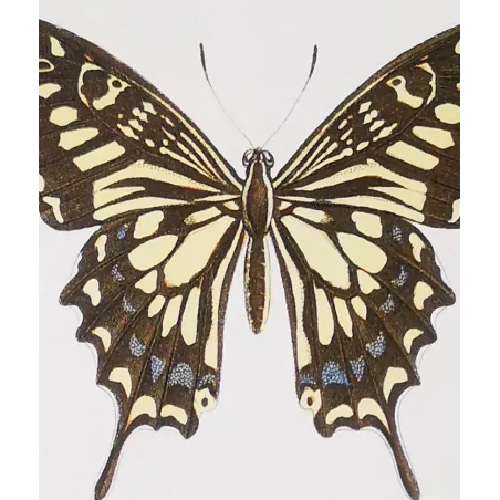 Mormon Swallowtail Butterfly – Antique Engraving (1835)