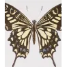 Mormon Swallowtail Butterflies (Papilio polytes group) – Antique Hand-Colored Engraving, Exotic Butterflies (1835)