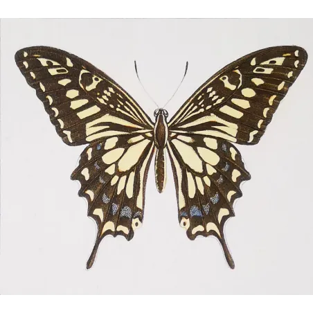 Mormon Swallowtail Butterfly – Antique Engraving (1835)