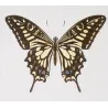 Mormon Swallowtail Butterflies (Papilio polytes group) – Antique Hand-Colored Engraving, Exotic Butterflies (1835)