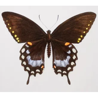 Mormon Swallowtail Butterfly – Antique Engraving (1835)