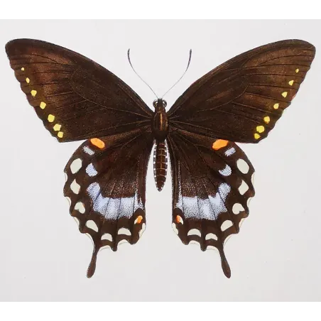 Mormon Swallowtail Butterfly – Antique Engraving (1835)
