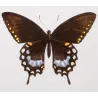 Mormon Swallowtail Butterflies (Papilio polytes group) – Antique Hand-Colored Engraving, Exotic Butterflies (1835)
