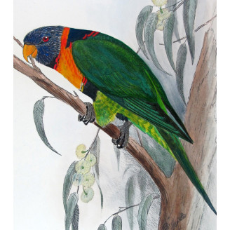 Red-collared Lorikeet – Original print by Roland Green