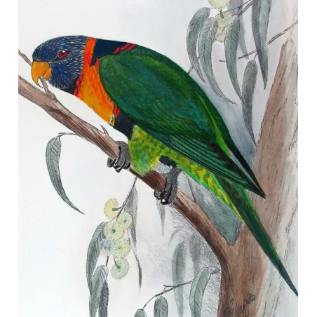 Red-collared Lorikeet – Original print by Roland Green
