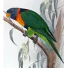 Red-collared Lorikeet (*Trichoglossus rubritorquis*) – Original lithograph by Green, Mathews (1910–27)