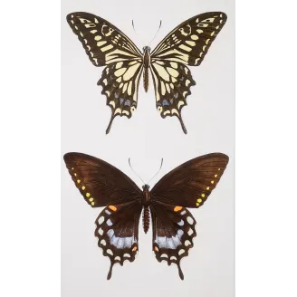 Mormon Swallowtail Butterfly – Antique Engraving (1835)