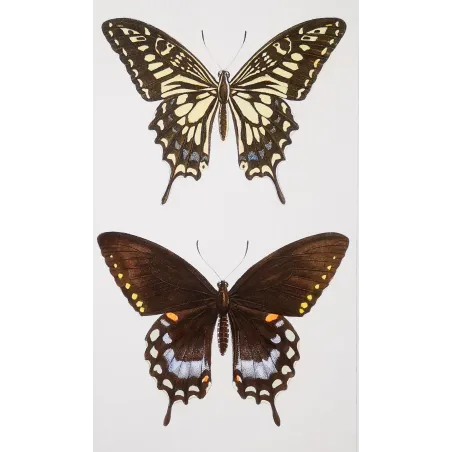 Mormon Swallowtail Butterfly – Antique Engraving (1835)