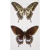 Mormon Swallowtail Butterflies (Papilio polytes group) – Antique Hand-Colored Engraving, Exotic Butterflies (1835)