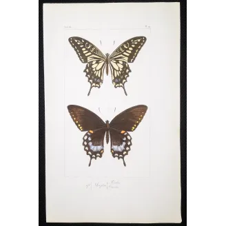 Mormon Swallowtail Butterfly – Antique Engraving (1835)