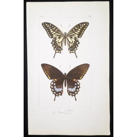 Mormon Swallowtail Butterfly – Antique Engraving (1835)