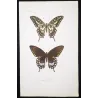 Mormon Swallowtail Butterflies (Papilio polytes group) – Antique Hand-Colored Engraving, Exotic Butterflies (1835)