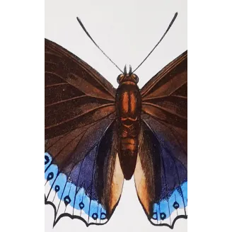 Prepona Butterfly – Antique Hand-Colored Engraving (1835)