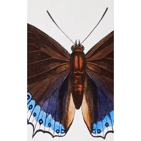Prepona Butterfly – Antique Hand-Colored Engraving (1835)