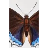 Prepona-Type Butterflies (Prepona / Archaeoprepona Group) – Antique Hand-Colored Engraving, Exotic Butterflies (1835)