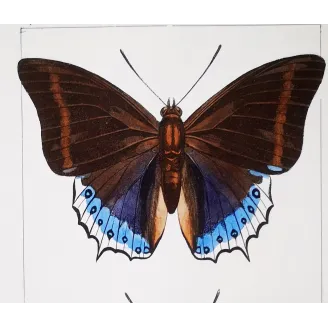 Prepona Butterfly – Antique Hand-Colored Engraving (1835)