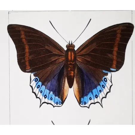 Prepona Butterfly – Antique Hand-Colored Engraving (1835)