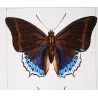Prepona-Type Butterflies (Prepona / Archaeoprepona Group) – Antique Hand-Colored Engraving, Exotic Butterflies (1835)