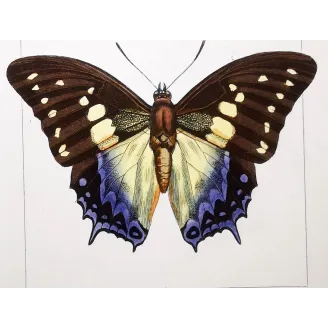 Prepona Butterfly – Antique Hand-Colored Engraving (1835)