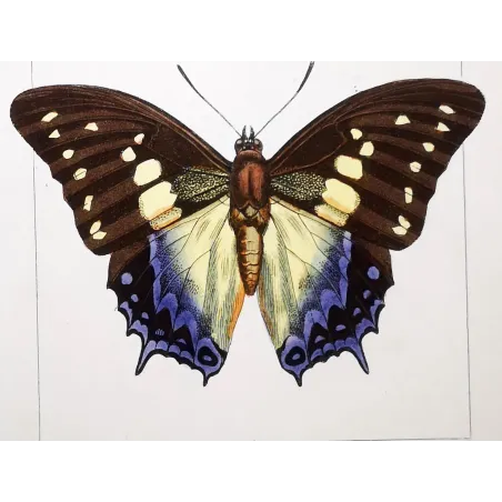 Prepona Butterfly – Antique Hand-Colored Engraving (1835)