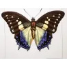 Prepona-Type Butterflies (Prepona / Archaeoprepona Group) – Antique Hand-Colored Engraving, Exotic Butterflies (1835)