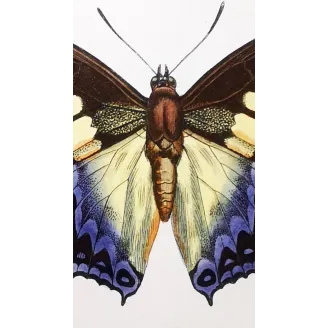 Prepona Butterfly – Antique Hand-Colored Engraving (1835)