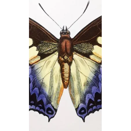 Prepona Butterfly – Antique Hand-Colored Engraving (1835)