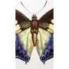 Prepona-Type Butterflies (Prepona / Archaeoprepona Group) – Antique Hand-Colored Engraving, Exotic Butterflies (1835)