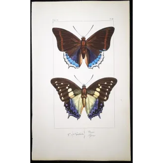 Prepona Butterfly – Antique Hand-Colored Engraving (1835)