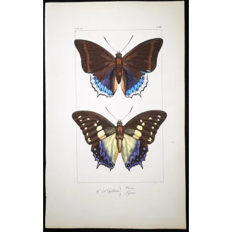 Prepona Butterfly – Antique Hand-Colored Engraving (1835)
