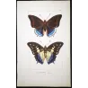 Prepona-Type Butterflies (Prepona / Archaeoprepona Group) – Antique Hand-Colored Engraving, Exotic Butterflies (1835)
