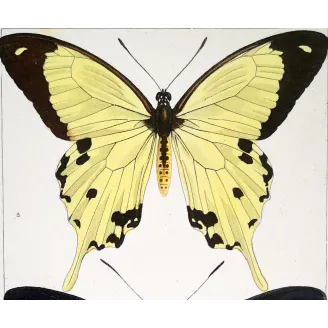 Papilio dardanus Butterfly – Antique Engraving (1835)