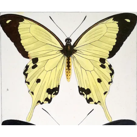 Papilio dardanus Butterfly – Antique Engraving (1835)