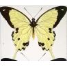 Swallowtail Exotic Butterflies (Papilio dardanus, Papilio brutus, Papilio aeneas) – Antique Hand-Colored Engraving (1835)