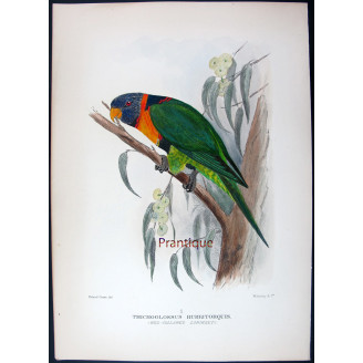 Red-collared Lorikeet – Original print by Roland Green