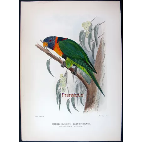 Red-collared Lorikeet – Original print by Roland Green