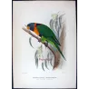 Red-collared Lorikeet (*Trichoglossus rubritorquis*) – Original lithograph by Green, Mathews (1910–27)