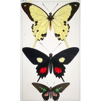 Papilio dardanus Butterfly – Antique Engraving (1835)