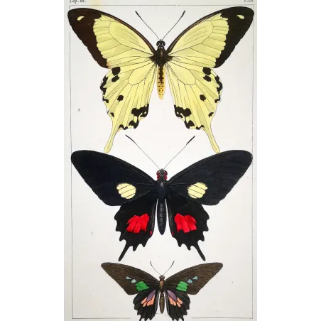 Papilio dardanus Butterfly – Antique Engraving (1835)
