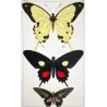 Swallowtail Exotic Butterflies (Papilio dardanus, Papilio brutus, Papilio aeneas) – Antique Hand-Colored Engraving (1835)
