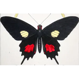 Papilio dardanus Butterfly – Antique Engraving (1835)