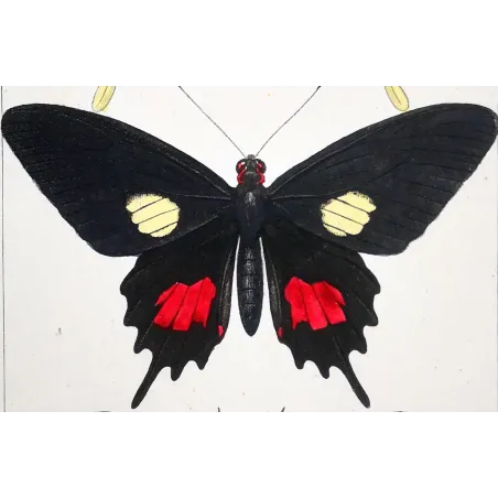 Papilio dardanus Butterfly – Antique Engraving (1835)