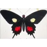 Swallowtail Exotic Butterflies (Papilio dardanus, Papilio brutus, Papilio aeneas) – Antique Hand-Colored Engraving (1835)