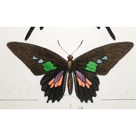 Papilio dardanus Butterfly – Antique Engraving (1835)