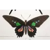 Swallowtail Exotic Butterflies (Papilio dardanus, Papilio brutus, Papilio aeneas) – Antique Hand-Colored Engraving (1835)