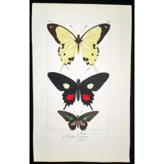 Papilio dardanus Butterfly – Antique Engraving (1835)