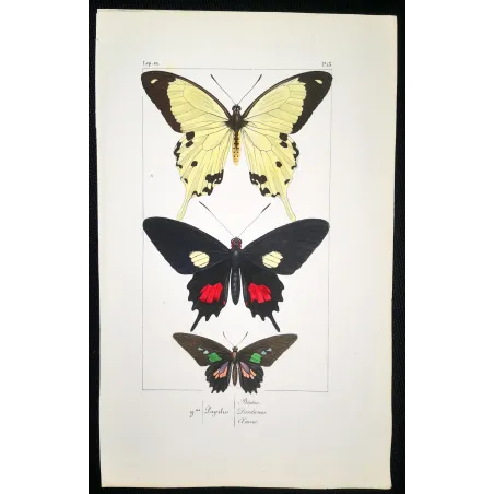 Papilio dardanus Butterfly – Antique Engraving (1835)