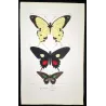 Swallowtail Exotic Butterflies (Papilio dardanus, Papilio brutus, Papilio aeneas) – Antique Hand-Colored Engraving (1835)