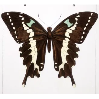 Asian Swallowtail Butterfly – Antique Engraving (1835)